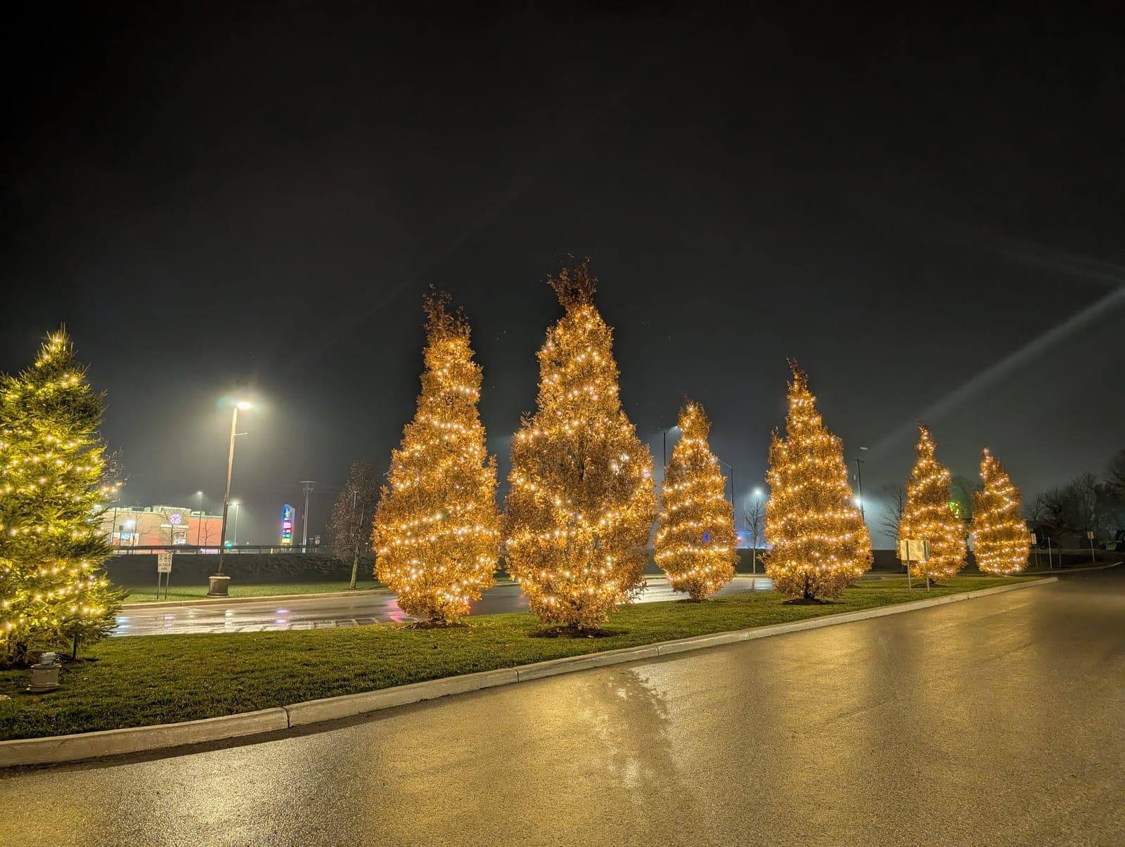 Row of evergreen trees wrapped in warm-white Christmas lights outside a commercial property at night